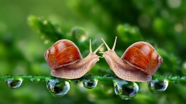 水滴上的一对蜗牛