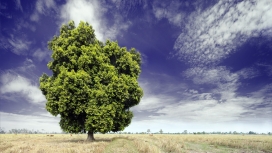 荒野中的大绿树