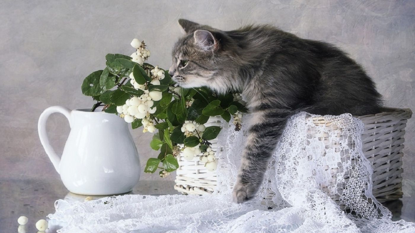 抓花的灰猫图片