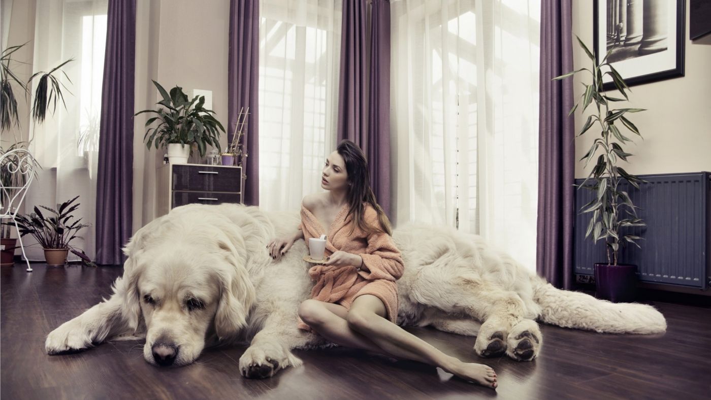 躺在巨大狗身边喝咖啡的女人图片