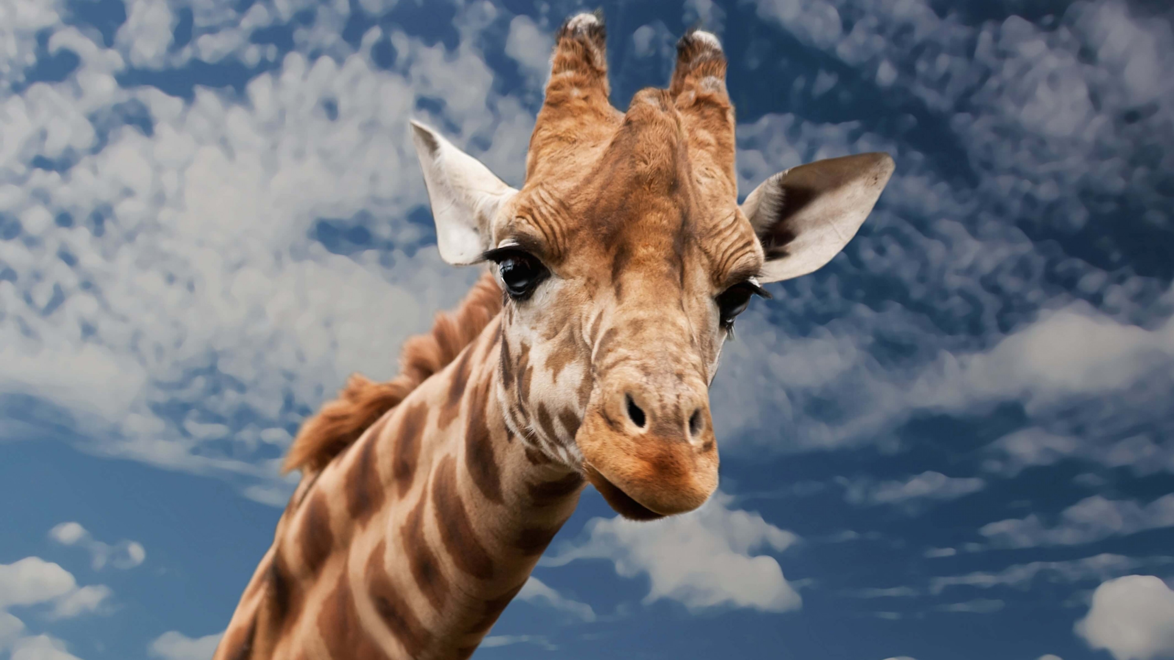 长颈鹿伸出舌头 免费图片 - Public Domain Pictures