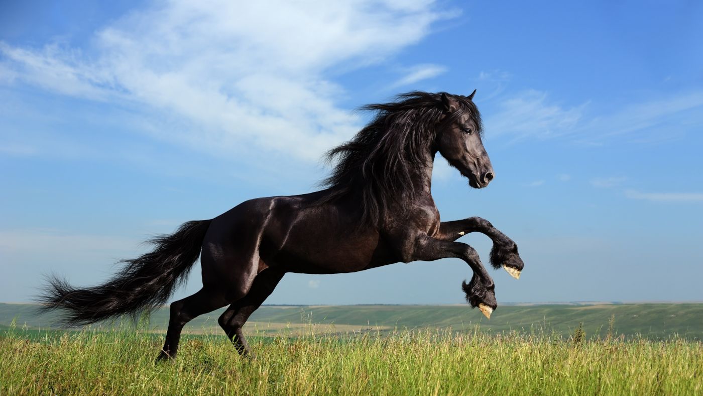 200,000+张最精彩的“黑马”图片 · 100%免费下载 · Pexels素材图片