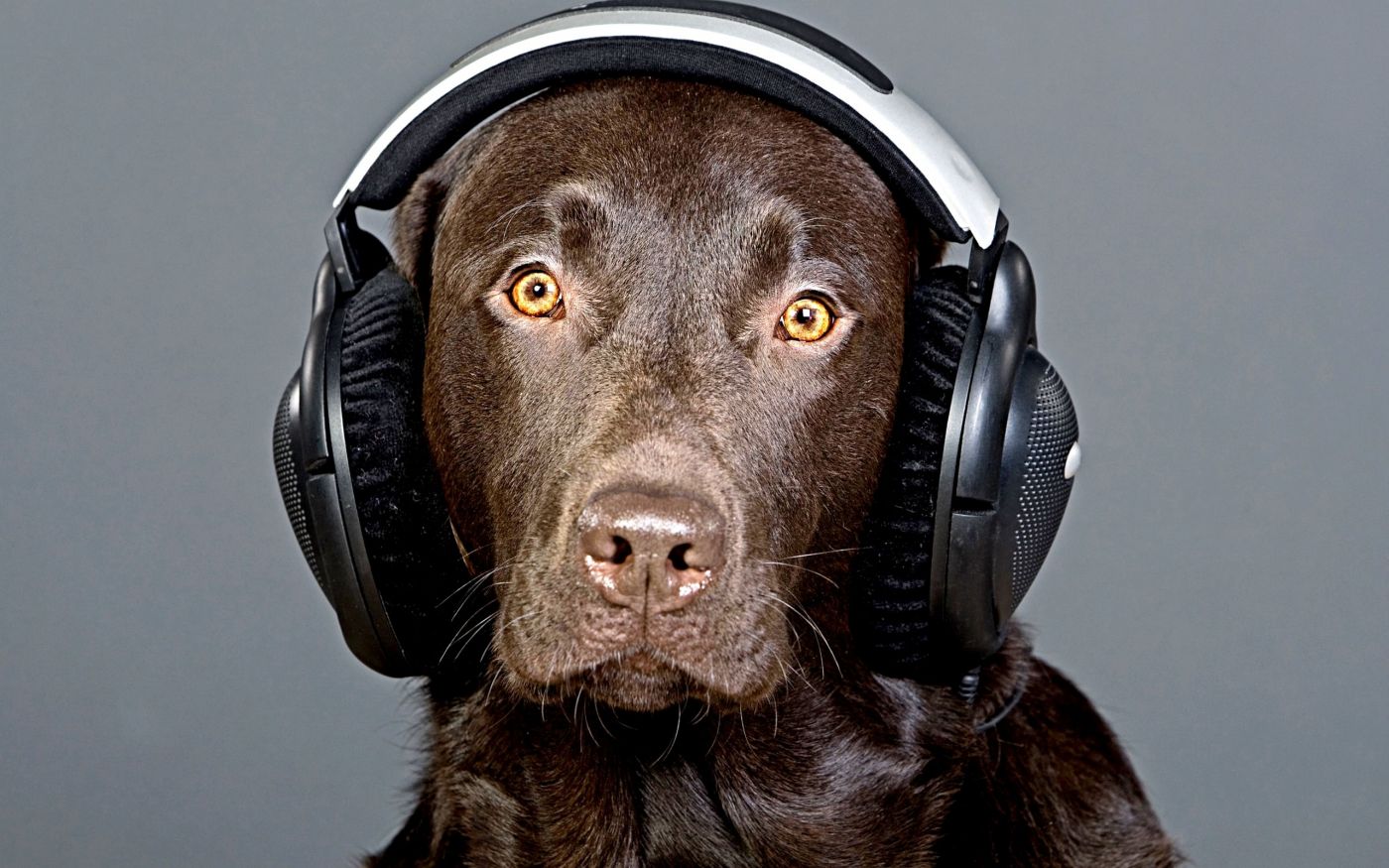 狗耳机听的音乐 库存照片. 图片 包括有 声音, 快乐, 幽默, 放置, 一个, 倾听, 大型猛犬, 空白 - 18555522