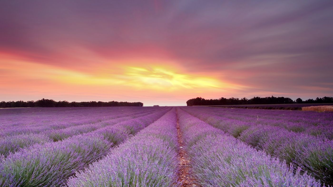 头条 忘掉法国吧！伊犁薰衣草，6月最美的紫色芬芳梦-伊犁旅游攻略-游记-去哪儿攻略