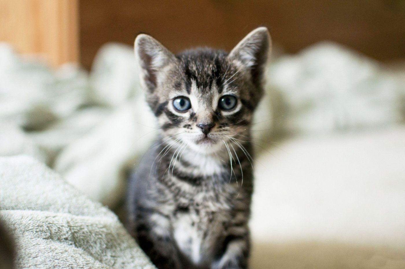 高清晰可爱的小花猫幼崽壁纸图片