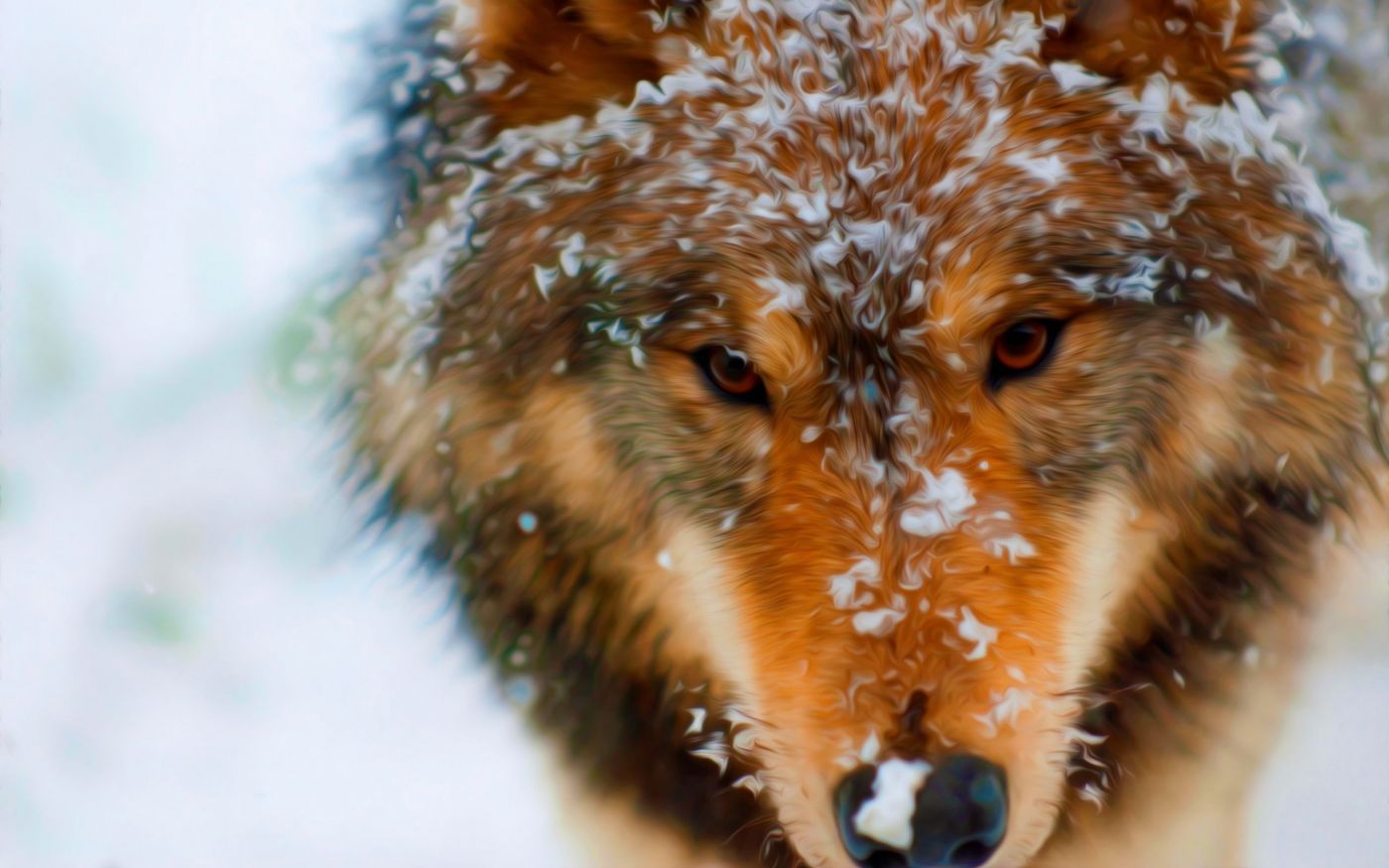 高清晰冬季里的狼壁纸图片