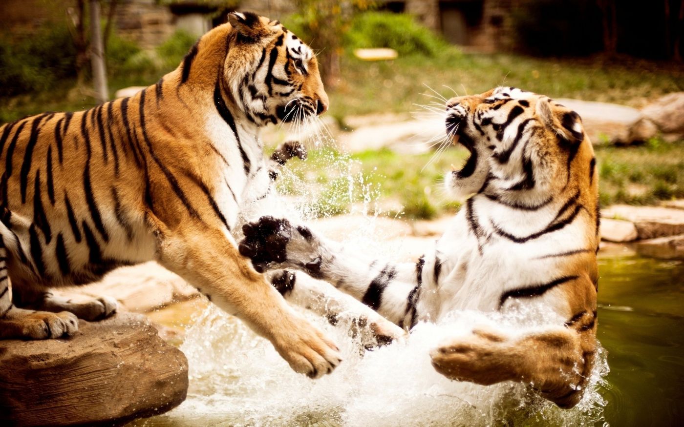 狮子和老虎摄影图__野生动物_生物世界_摄影图库_昵图网nipic.com