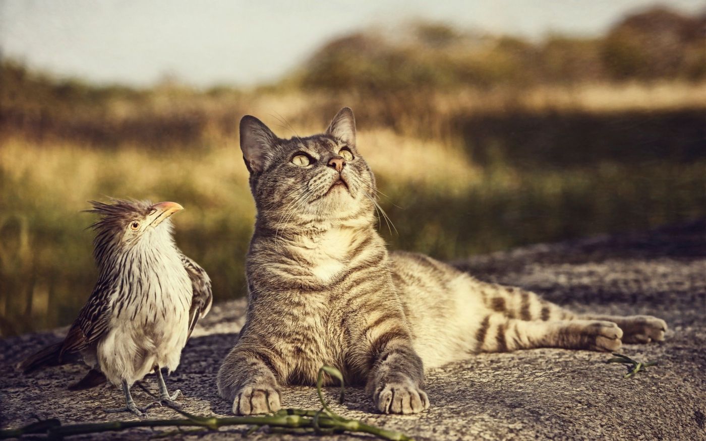 Jasper: Über Vogelgrippe, Katzen und Geflügel im Rohfutter - the3cats.de