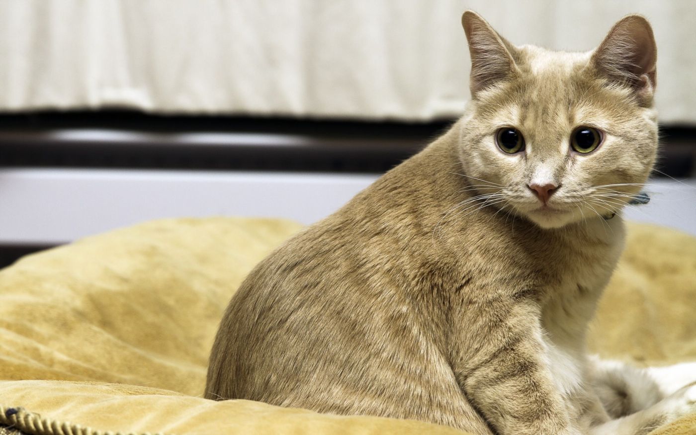 高清晰金猫壁纸图片