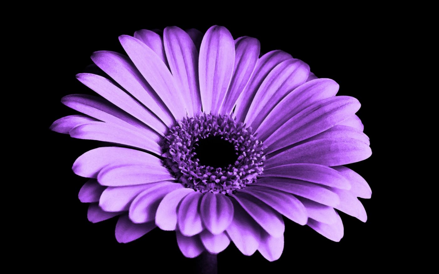 紫雏菊图片素材-编号26672241-图行天下