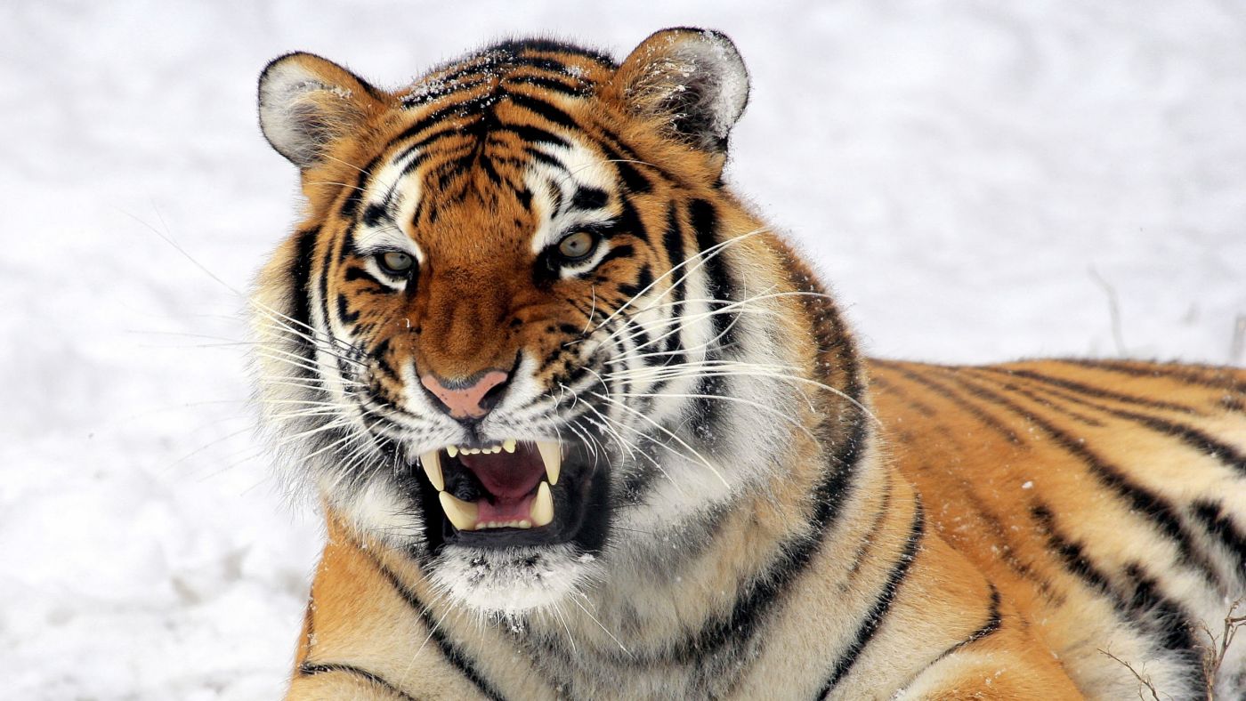 老虎，臉，牙齒，看，野生動物 1242x2688 iPhone 11 Pro/XS Max 桌布，背景，圖片，照片