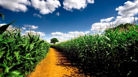 蓝天白云下的玉米地小路壁纸