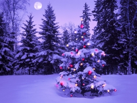 月光下漂亮的紫色圣诞树灯