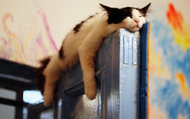 躺在门槛上的猫