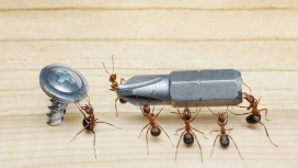 拧螺丝的一群蚂蚁