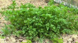 干地中的绿色芹菜