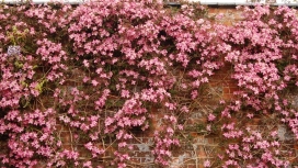 桃红色铁线莲砖墙