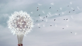 吹散的蒲公英