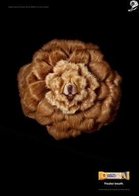 玛氏-动物宠物粮食平面广告