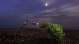 月光下折断的树