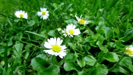 高清晰绿叶中的白花壁纸