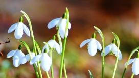 高清晰白花壁纸