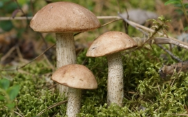 高清晰香菇写真壁纸