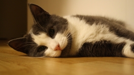 高清晰睡觉的懒猫壁纸