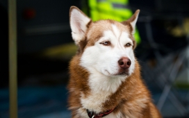 高清晰狗狗壁纸