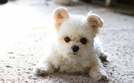高清晰趴在地毯上的小白狗壁纸