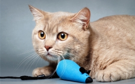 高清晰好奇的猫壁纸