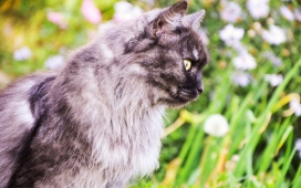 高清晰黄眼猫壁纸