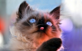 高清晰蓝眼猫壁纸