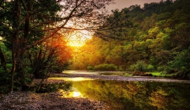 高清晰森林河的早晨壁纸