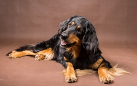 高清晰棕黑狗壁纸