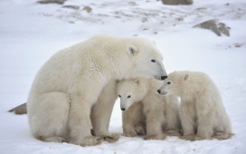 高清晰北极熊家庭壁纸