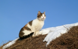 高清晰雪地上的猫壁纸