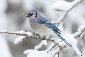 冬季栖息在枯树上的蓝色杰伊鸟