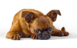 高清晰大眼狗壁纸