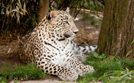 高清晰树林中栖息的美洲虎壁纸