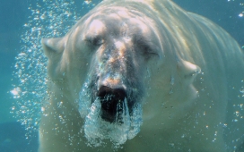 高清晰水中的北极熊壁纸