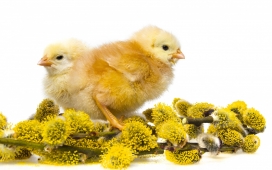 高清晰小鸡壁纸