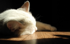 高清晰晒太阳睡觉的白猫壁纸