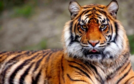 高清晰华南虎壁纸