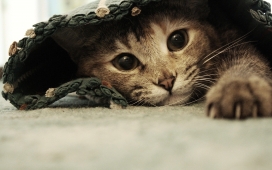 高清晰躲在地毯下的猫壁纸