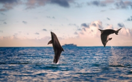 高清晰海中跳水玩耍的海豚壁纸
