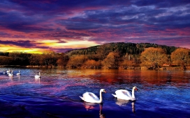 高清晰秋季湖中的天鹅家族壁纸