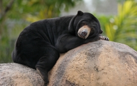 高清晰躺在大石头上的黑熊壁纸