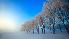 高清晰蓝天下的雪松林壁纸