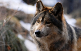 高清晰黑狼狗壁纸